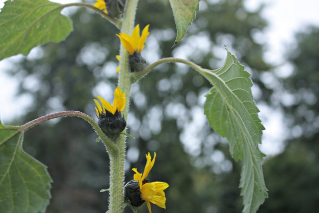 sunflower buds growing at the base of each leaf