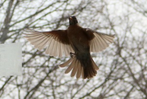 hovering in front of the window, wings outstretched, legs in front