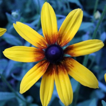 rudbeckia with a small light red center and few petals