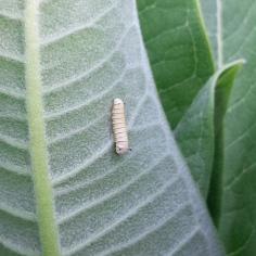 Small caterpillar hanging upside-down on the back of a milkweed leaf to molt