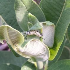 Medium-sized monarch caterpillar crawling around a common milkweed plant.