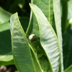 The head of a monarch caterpillar peeking out from behind a common milkweed leaf.