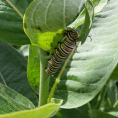 Large monarch caterpillar underneath a common milkweed leaf.