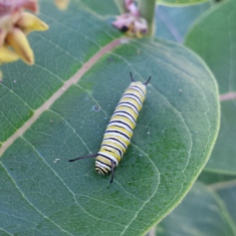 Large monarch caterpillar resting on the top of a common milkweed leaf.