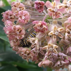 Monarch caterpillar inside a common milkweed blossom, eating the flowers.
