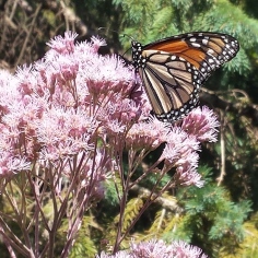 Monarch butterfly with its proboscis in a joe-pye weed blossom.