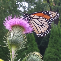 Monarch butterfly sitting on the blossom of a large thistle.