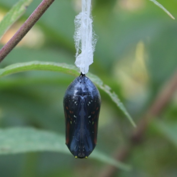 Back view of a monarch chrysalis that is nearly ready to open, none of the gold band visible.