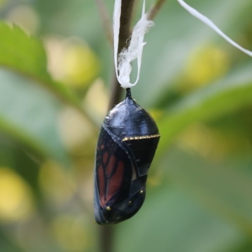 Side view of a monarch chrysalis about to open, orange-and-black wing clearly visible inside, gold band on the right side.