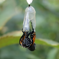 Monarch butterfly the moment I noticed it emerging from its chrysalis, feet still inside.