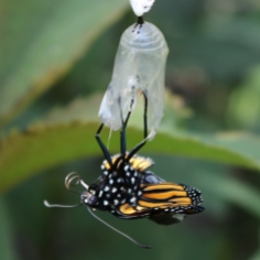 Monarch butterfly emerging from its chrysalis, proboscis still in two pieces but curled up.