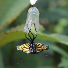 Monarch hanging upside-down out of its chrysalis, tiny wings lying flat.