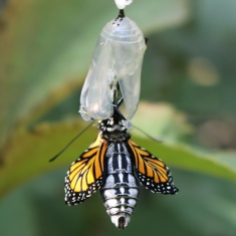 Monarch butterfly turned around so its fat abdomen is showing, small wings at the sides.