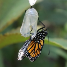 Side view of a monarch getting into position to hang from its chrysalis to dry, abdomen still fat and wings still small.