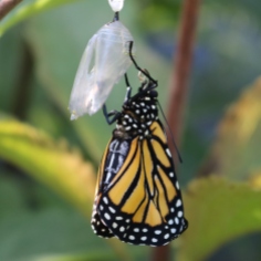 Monarch hanging from its chrysalis, wings perhaps full-sized but still wrinkled.