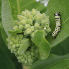 Monarch caterpillar crawling up a common milkweed leaf.