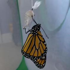 Monarch butterfly hanging from its chrysalis.