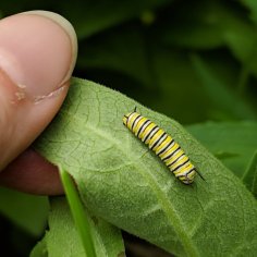 A hand turning over a milkweed leaf to show a medium-sized monarch caterpillar.