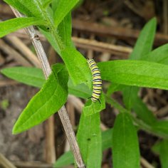 Medium-sized caterpillar eating the top of a butterfly weed leaf.