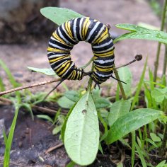 Large caterpillar curled over a tiny common milkweed that has bent over from the weight.