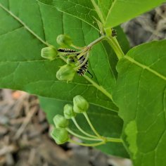 Medium-sized caterpillar hanging underneath a poke milkweed bud cluster.