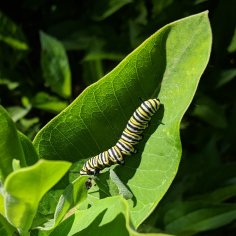 Large caterpillar on a milkweed leaf, eating another leaf.