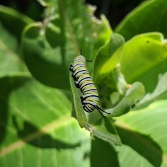 Medium-sized monarch caterpillar resting while eating a milkweed leaf.