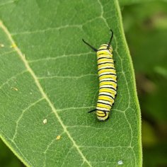 Medium-sized caterpillar resting on top of a milkweed leaf.