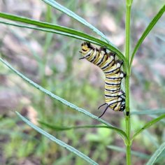 Medium-sized caterpillar upside-down on a skinny leaf.