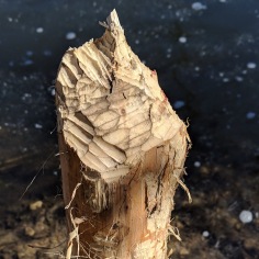 A stump that has been chewed by beavers.