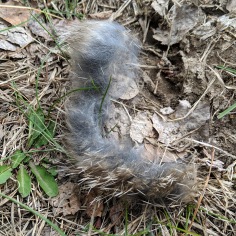 A four-inch length of animal fur.