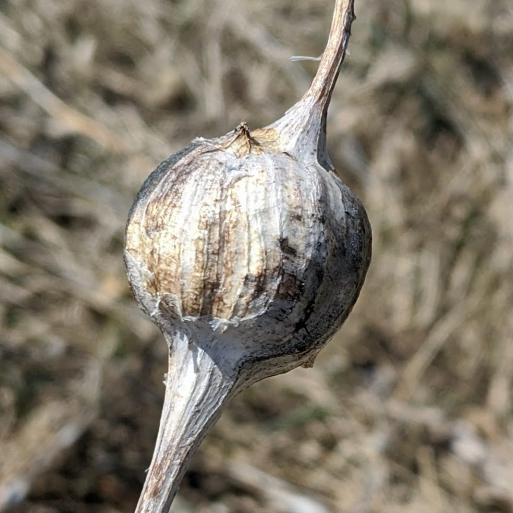 Closeup of a globe-shaped mass with a stem growing above and below.